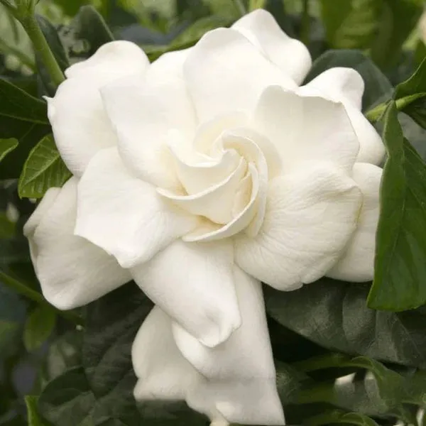 Cape Jasmine, Gardenia Jasminoides, indoor