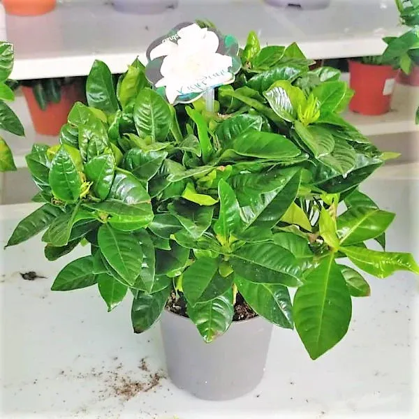 Cape Jasmine, Gardenia Jasminoides, indoor