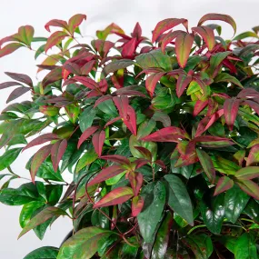 Dwarf Nandina Firepower Shrub