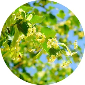 Linden Blossoms Essential Oil - Living Libations