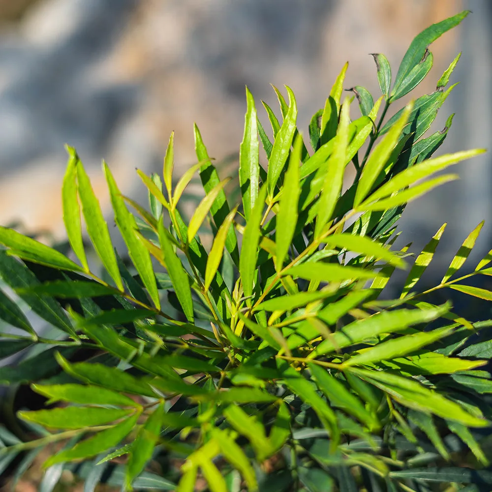 Soft Caress Mahonia Shrub