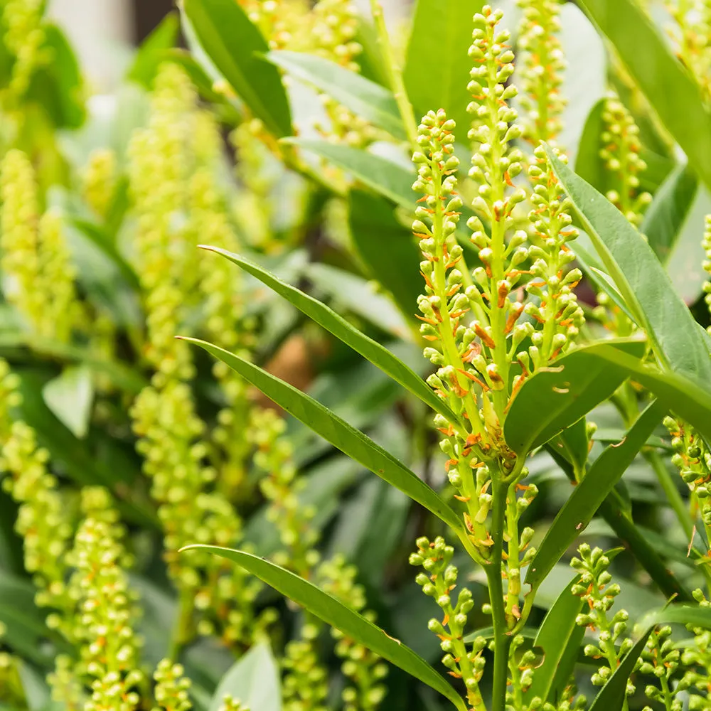 Soft Caress Mahonia Shrub