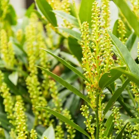 Soft Caress Mahonia Shrub