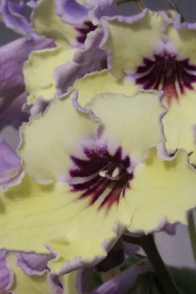 Streptocarpus 'Lemon Sorbet' - Cape Primrose